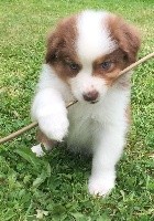 CHIOT