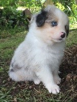 CHIOT