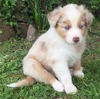 CHIOT