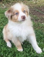 CHIOT