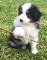 CHIOT