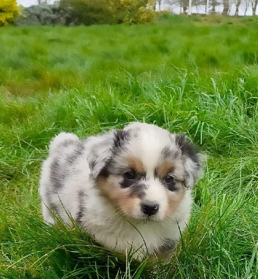 CHIOT FEMELLE BLEU MERLE