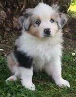 CHIOT