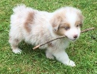 CHIOT